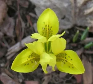 iris fx скачать