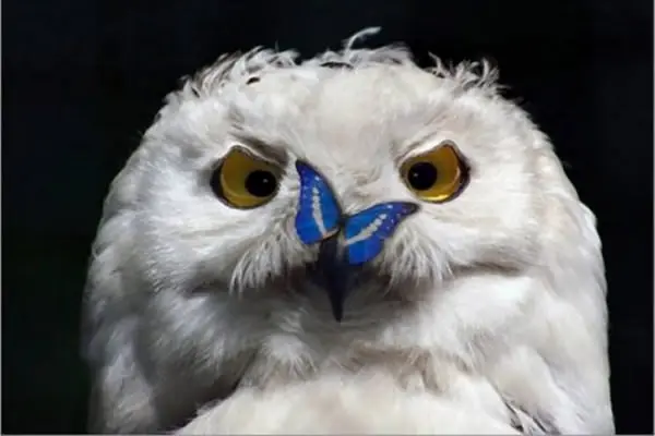 Форекс советник Night Owl скачать