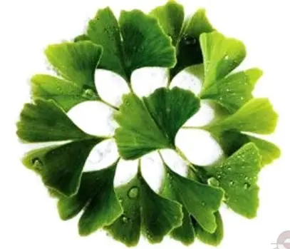 ginkgo-biloba-leaves_enl