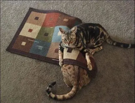daily_picdump_1915_640_20