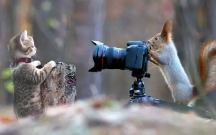 image thumb