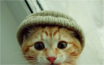 тянут кота за хвост форекс тянут кота за хвост форекс