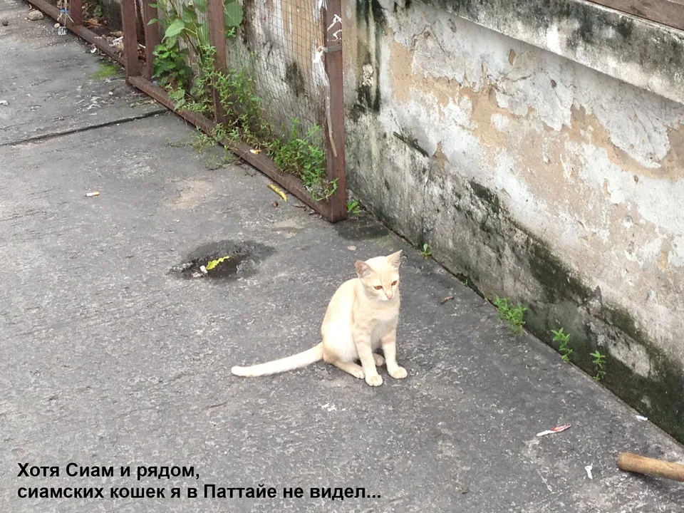 Тайская кошка