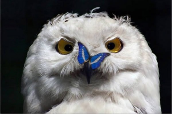 Форекс советник Night Owl скачать