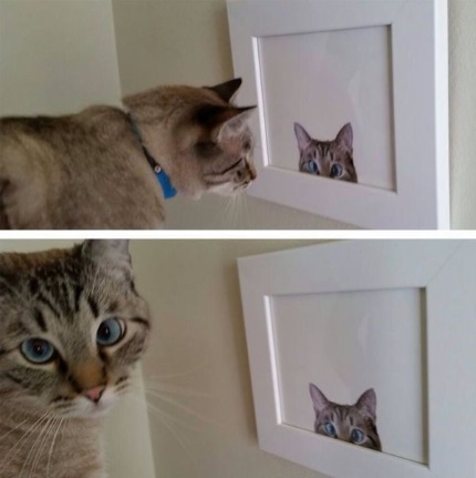 PUBLISHED by catsmob.com