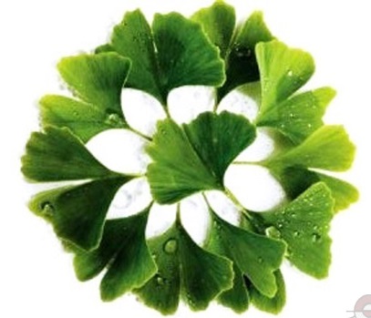 ginkgo-biloba-leaves_enl