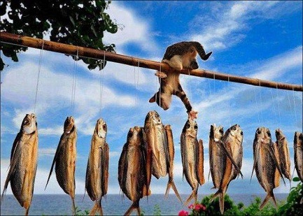 daily_picdump_