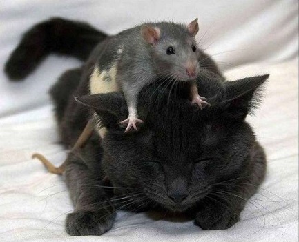 daily_picdump_2048_640_48