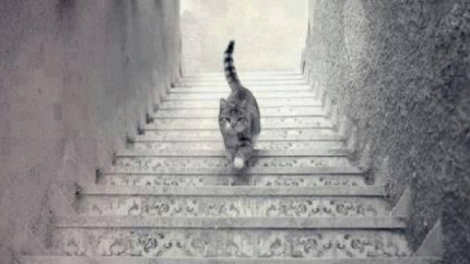 The stairway to profit in the Trading Chaos strategy.