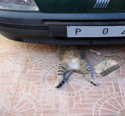 Good Night Strategy. Installation and settings